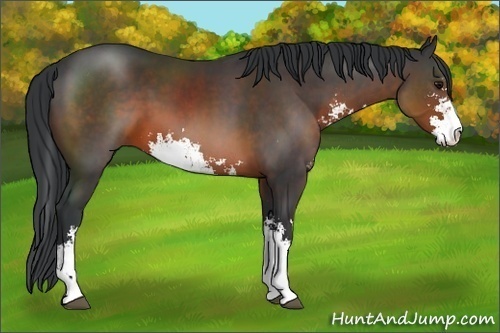 Horse Color:Brown Sabino 