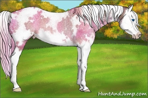 Horse Color:White Spotted Liver Red Dun Splash Rabicano 