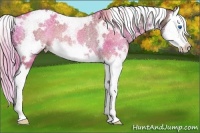 Horse Color:White Spotted Liver Red Dun Splash Rabicano