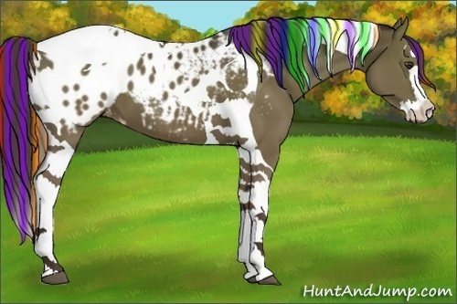 Horse Color:Painted Liver Chestnut Sabino Splash Tobiano Appaloosa