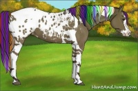 Horse Color:Painted Liver Chestnut Sabino Splash Tobiano Appaloosa 