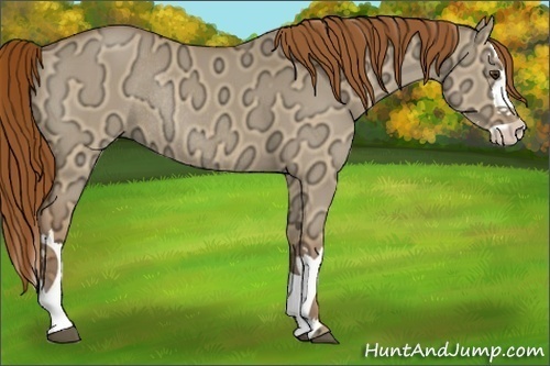 Horse Color:Red Dun Ice Sabino Splash Rabicano 