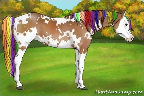 Horse Color:Painted White Spotted Chestnut Splash 