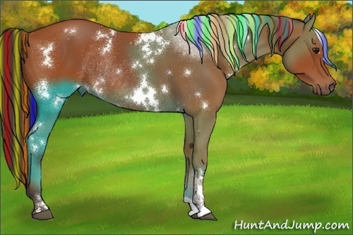 Horse Color:Painted White Spotted Brown Rabicano 
