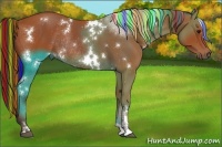 Horse Color:Painted White Spotted Brown Rabicano 