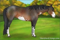 Horse Color:Brown Sabino