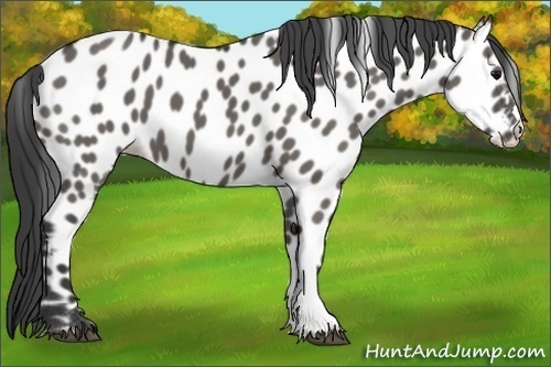 Horse Color:Grullo Near Leopard