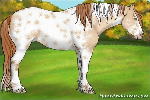Horse Color:Gold Champagne Dun Sabino Tobiano Frame 