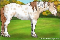 Horse Color:Gold Champagne Dun Sabino Tobiano Frame