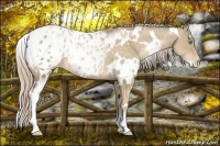 Horse Color:White Spotted Chocolate Palomino Pearl Blanket