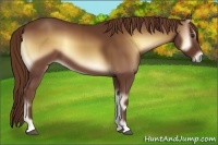 Horse Color:Red Onyx 