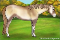 Horse Color:Liver Red Onyx Pearl 