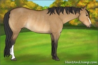Horse Color:Bay Dun Rabicano 