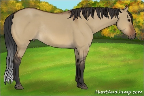 Horse Color:Bay Dun Rabicano 