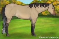 Horse Color:Bay Dun Rabicano 