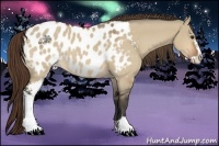 Horse Color:Bay Dun Sabino Appaloosa