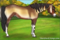 Horse Color:Bay Onyx Sabino 