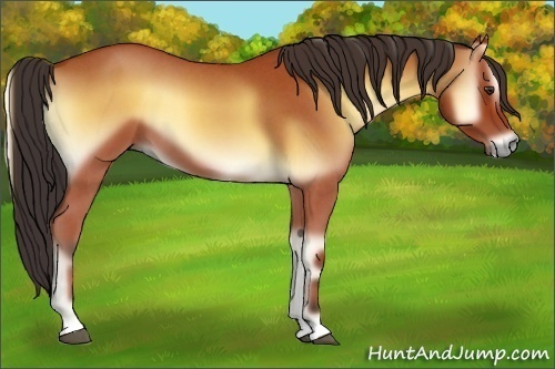 Horse Color:Bay Roan Onyx 