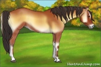 Horse Color:Bay Roan Onyx 