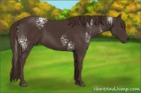 Horse Color:White Spotted Liver Chestnut 