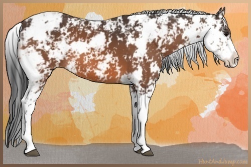 Horse Color:Bay Sabino 