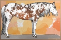 Horse Color:Bay Sabino 