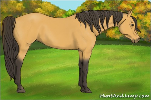 Horse Color:Buckskin