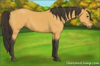 Horse Color:Buckskin 