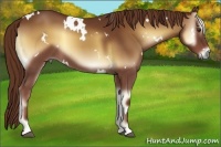 Horse Color:White Spotted Red Onyx 