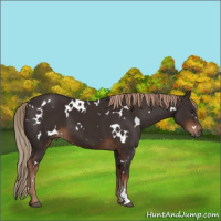 Horse Color:White Spotted Liver Chestnut 