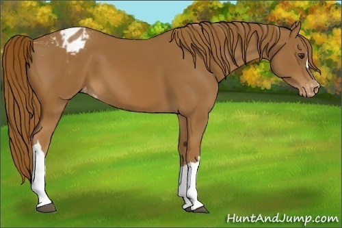 Horse Color:Chestnut Appaloosa