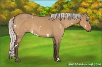 Horse Color:White Spotted Silver Bay Dun 