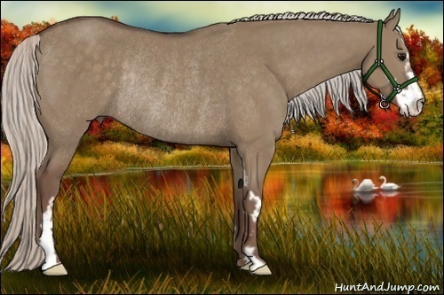 Horse Color:Silver Grullo Sabino Frame Rabicano