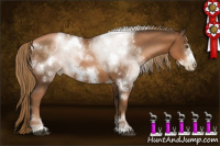 Horse Color:Gray White Spotted Liver Chestnut Pearl Sabino Frame 