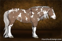 Horse Color:White Spotted Silver Brown Dun Sabino Splash