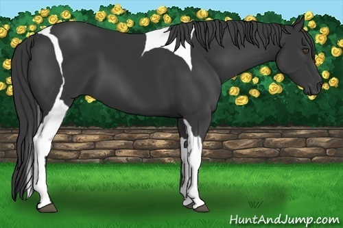 Horse Color:Black Tobiano