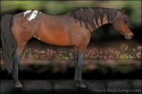 Horse Color:Bay Blanket 