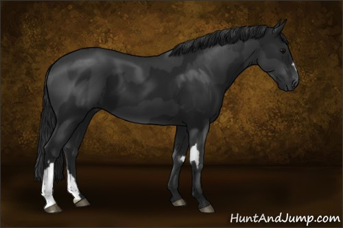 Horse Color:Black  and Gray Black 