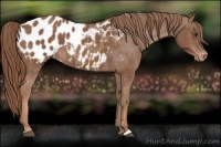 Horse Color:Chestnut Appaloosa 
