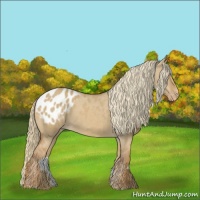 Horse Color:Red Dun Appaloosa 