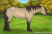 Horse Color:Bay Dun Appaloosa 