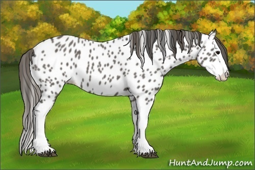 Horse Color:Grullo Splash Appaloosa