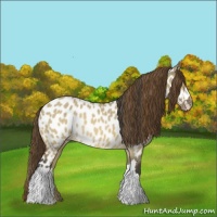 Horse Color:Brown Dun Near Leopard 