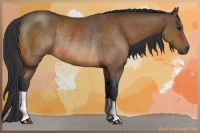 Horse Color:Bay Rabicano 