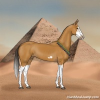 Horse Color:Bay Splash Frame 