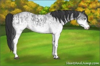 Horse Color:White Spotted Blue Roan Rabicano  and White Spotted Blue Roan Rabicano 