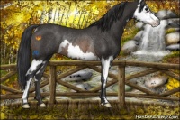 Horse Color:Buckskin Splash Frame Rabicano 