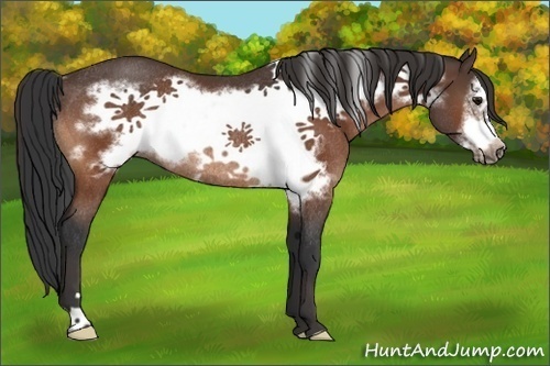 Horse Color:Bay Frame Rabicano 