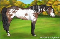 Horse Color:Bay Frame Rabicano 