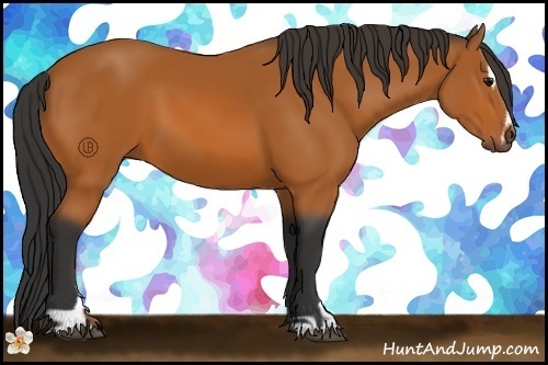 Horse Color:Bay Sabino
